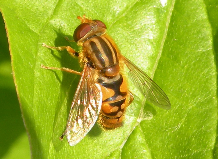 Helophilus sp?